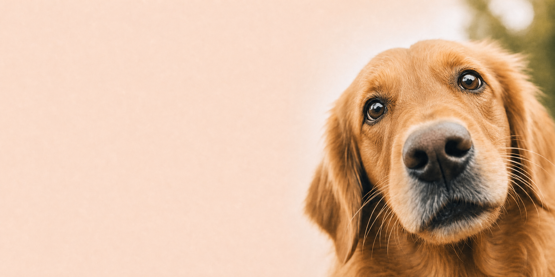 Golden retriever looking up